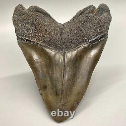 Beautiful dark colors, massive 5.81 Fossil MEGALODON Shark Tooth