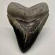 Beautiful, Dark Colors With Serrations 3.72 Fossil Megalodon Shark Tooth