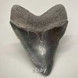 Beautiful, dark colors with serrations 3.72 Fossil MEGALODON Shark Tooth