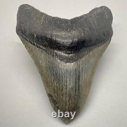 Beautiful shape and colors 3.91 Fossil MEGALODON Shark Tooth