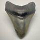 Beautiful Shape And Colors 3.91 Fossil Megalodon Shark Tooth