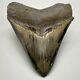 Beautiful, Sharply Serrated 3.86 Fossil Megalodon Shark Tooth