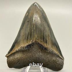 Beautiful, sharply serrated 3.86 Fossil MEGALODON Shark Tooth