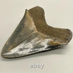 Beautiful, sharply serrated 3.86 Fossil MEGALODON Shark Tooth