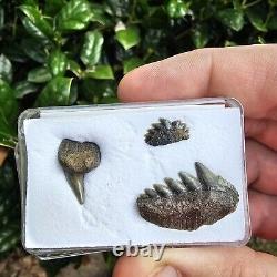 Belgium Cow Shark Tooth Fossil Notorynchus Not Hexanchus Or Megalodon