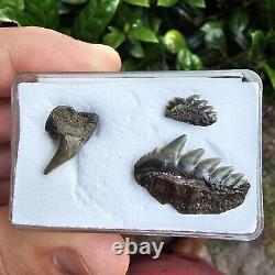 Belgium Cow Shark Tooth Fossil Notorynchus Not Hexanchus Or Megalodon