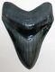 Best Megalodon Fossil Shark Tooth On Ebay A Greenish Gem With Loads Of Pyrite