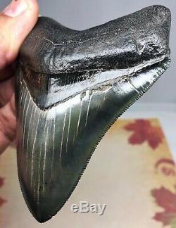 Best Megalodon Fossil Shark Tooth On eBay A Greenish Gem With Loads Of PYRITE