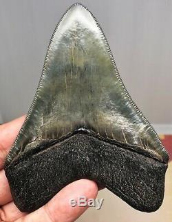 Best Megalodon Fossil Shark Tooth On eBay A Greenish Gem With Loads Of PYRITE