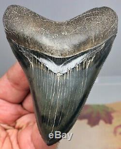 Best Quality On eBay Megalodon Fossil Shark Tooth A Razor Sharp World Class Gem