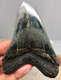 Best Quality On eBay Megalodon Fossil Shark Tooth A Razor Sharp World Class Gem