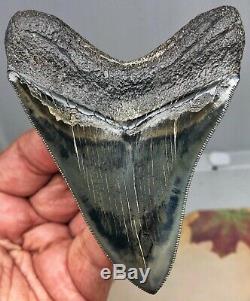 Best Quality On eBay Megalodon Fossil Shark Tooth A Razor Sharp World Class Gem