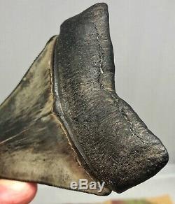 Best Quality On eBay Megalodon Fossil Shark Tooth A Wide Robust World Class Gem