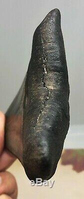 Best Quality On eBay Megalodon Fossil Shark Tooth A Wide Robust World Class Gem