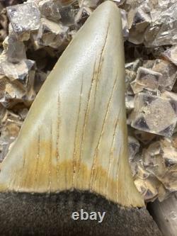 Big 2.92 Carcharodon Mako Tooth Hastalis Megalodon Era North Carolina