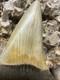 Big 2.92 Carcharodon Mako Tooth Hastalis Megalodon Era North Carolina