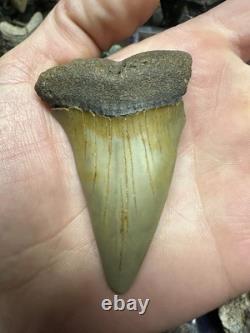 Big 2.92 Carcharodon Mako Tooth Hastalis Megalodon Era North Carolina