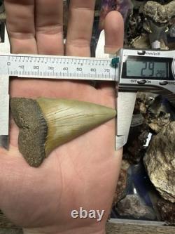 Big 2.92 Carcharodon Mako Tooth Hastalis Megalodon Era North Carolina