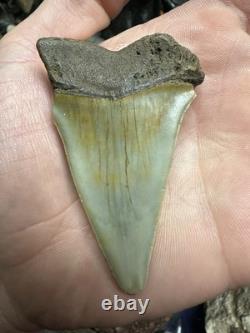 Big 2.92 Carcharodon Mako Tooth Hastalis Megalodon Era North Carolina