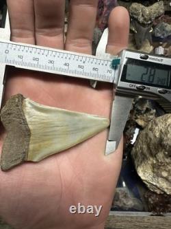 Big 2.92 Carcharodon Mako Tooth Hastalis Megalodon Era North Carolina