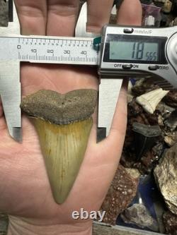 Big 2.92 Carcharodon Mako Tooth Hastalis Megalodon Era North Carolina