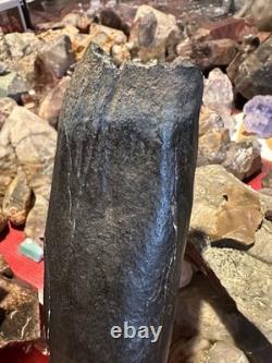 Big 5.22 Cetacean Fossil Tooth Extinct Megalodon Prey Rare South Carolina