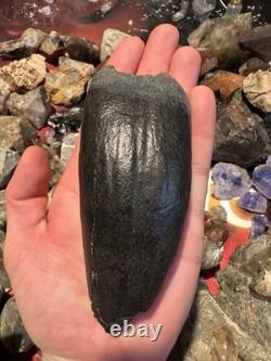 Big 5.22 Cetacean Fossil Tooth Extinct Megalodon Prey Rare South Carolina