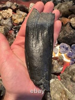 Big 5.22 Cetacean Fossil Tooth Extinct Megalodon Prey Rare South Carolina