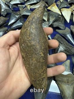 Big 6.43 Cetacean Fossil Tooth Extinct Megalodon Prey Rare Florida