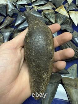 Big 6.43 Cetacean Fossil Tooth Extinct Megalodon Prey Rare Florida