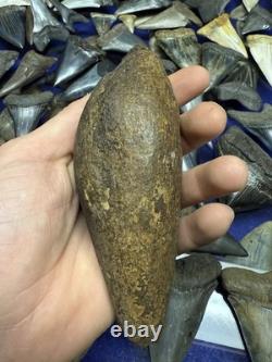 Big 6.43 Cetacean Fossil Tooth Extinct Megalodon Prey Rare Florida
