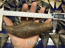 Big 6.43 Cetacean Fossil Tooth Extinct Megalodon Prey Rare Florida