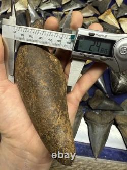 Big 6.43 Cetacean Fossil Tooth Extinct Megalodon Prey Rare Florida