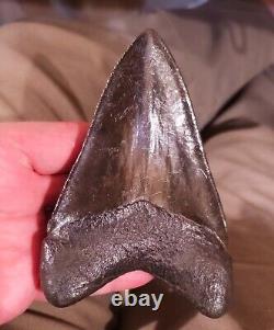 Big Beautiful Chatoyant Megalodon tooth St Marys River Georgia 5.11 inch