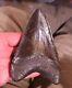 Big Beautiful Chatoyant Megalodon Tooth St Marys River Georgia 5.11 Inch