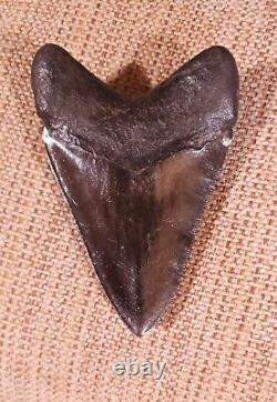 Big Beautiful Chatoyant Megalodon tooth St Marys River Georgia 5.11 inch