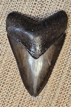 Big Beautiful Chatoyant Megalodon tooth St Marys River Georgia 5.11 inch