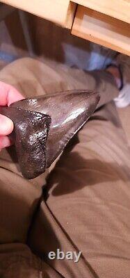 Big Beautiful Chatoyant Megalodon tooth St Marys River Georgia 5.11 inch