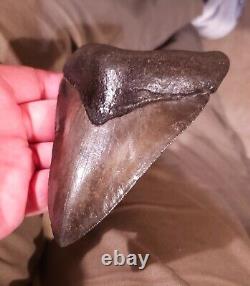 Big Beautiful Chatoyant Megalodon tooth St Marys River Georgia 5.11 inch