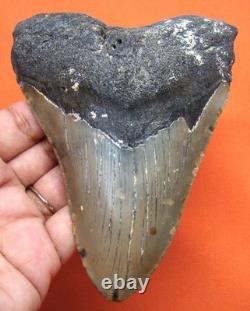 Big Megalodon Shark Tooth Real Fossil Shark Teeth 4.65 No Restorations