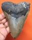 Big Megalodon Shark Tooth Real Fossil Shark Teeth 4.65 No Restorations