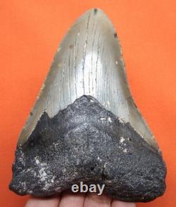 Big Megalodon Shark Tooth Real Fossil Shark Teeth 4.65 No Restorations