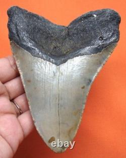 Big Megalodon Shark Tooth Real Fossil Shark Teeth 4.65 No Restorations