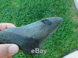 Big Megalodon shark tooth 5 1/2 fossil teeth jaw meg scuba diver GIANT GEM