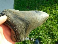 Big Megalodon shark tooth 5 1/2 fossil teeth jaw meg scuba diver GIANT GEM