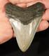 Big! Over Three Inch! Serrated Megalodon Shark Tooth Fossil 58.6gr