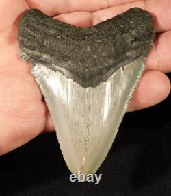 Big! OVER THREE Inch! SERRATED MEGALODON SHARK Tooth Fossil 58.6gr