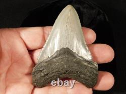 Big! OVER THREE Inch! SERRATED MEGALODON SHARK Tooth Fossil 58.6gr