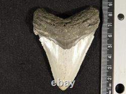 Big! OVER THREE Inch! SERRATED MEGALODON SHARK Tooth Fossil 58.6gr