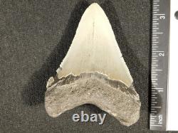 Big! OVER THREE Inch! SERRATED MEGALODON SHARK Tooth Fossil 58.6gr